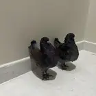 حمام كنق