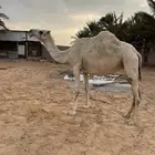 لقحات للبيع الاولى عشر شهور والثانيه 8 شهور