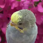 بادجي اليف ( طيور حب )