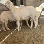 مشروع فحل حري