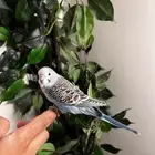 ببغاء بادجي اليف