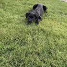 cane corsso pure Italian mastev age 3 month امصى كنج كورسو