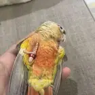 كنيور اناناس
