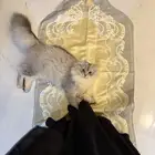 قط سكوتش فولد للبيع
