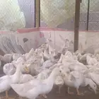 بط بكيني
