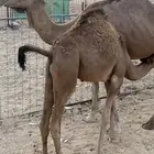 حاشي لباني