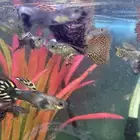 سمك زينة جوبي نوادر