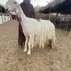 شاه عيسيه فاخره