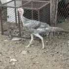 دجاج رومي