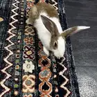 ذكر ارنب اليف