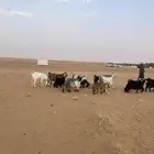 شياة ومعزا
