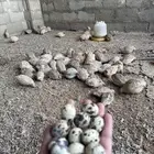 للبيع بطاريه سمان والسمان