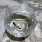 سمكة الفايتر