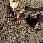 للبيع دجاج بلدي