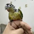 اتوفرت فروخ جديدة ( كنيور -كروان -روز )