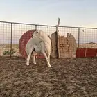 خروف صنف للبيع