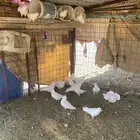 البيع حمام فرنسي ابيض