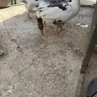 وز بلدي ذكر و3 إناثي على وشك تحط البيض