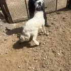 رخل 6 شهور نظيف