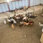 دجاج بلدي للبيع