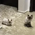 قطط همالايا