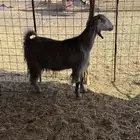 للبيع معزا مراح طيبه جروم