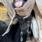 عنز عارضيه فااخره