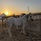 بريده اوثال