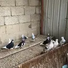 حمام قطايف