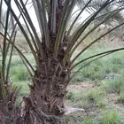 بيشة الحازمي