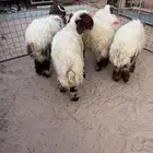 طليان نعيم للبيع