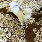 ماعز قزم صغير