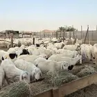 بهم سواكن دمازين