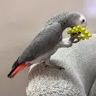 ببغاء كاسكو تم البيع