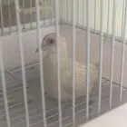 يمام ماسي للبيع