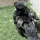 كشكشي اسود صك