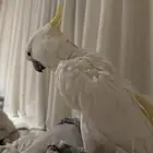 ببغاء كوكاتو