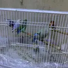 طير روز الواحد 150 ريال غير اليف