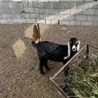 جفره طيب لبانيه