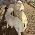 طليان مغلقه كفو شرط