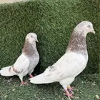 حمام باكستاني صرخات