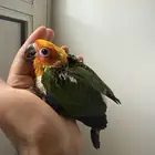 فروخ صن كنيور وجوز كنيور تحته بيض