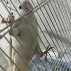 فرخ روز البينو (تم البيع)