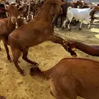 تيوس محايلية