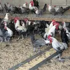 دجاج فيومي بياض