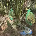 نخل خلاص وصقعي مثمر