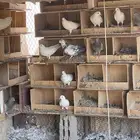 حمام فرنسي للبيع حجم كبير