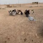 دجاج رومي ودجاج بلدي