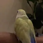 روز اليف جناح مقصوص