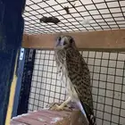 شبوط